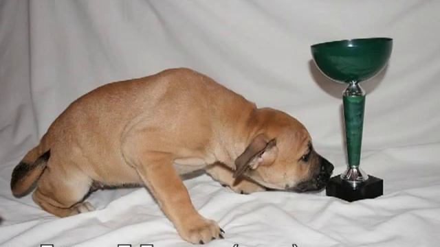 Продаются щенки КА ДЕ БО. (СП-б). Sale смотреть онлайн