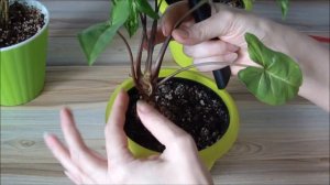 Формирование пышного куста комнатных растений на примере сингониума