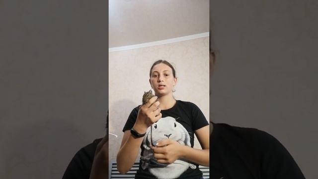 Как содержать белку дегу смотреть онлайн