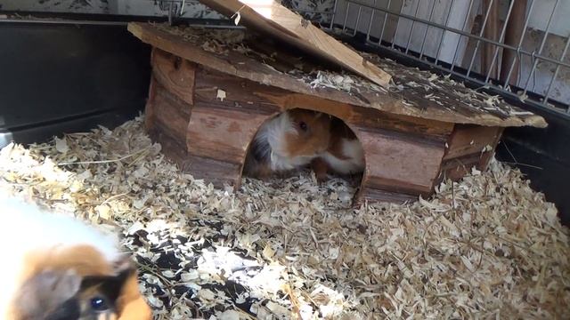 Морские свинки - уход за морскими свинками, что нужно для морской свинки. Морская свинка дома смотреть онлайн