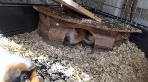 Морские свинки - уход за морскими свинками, что нужно для морской свинки. Морская свинка дома