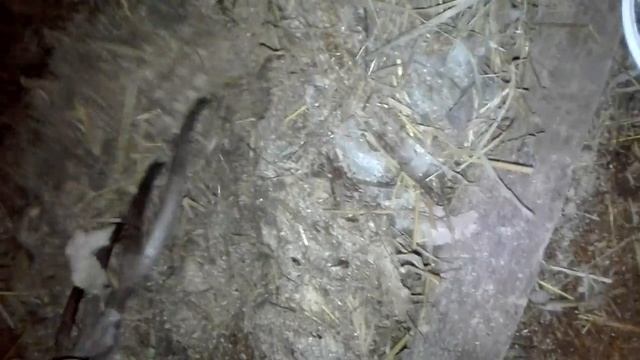 БУДНИ.ЧТО МЫ ОБНАРУЖИЛИ В ПОДСТИЛКЕ! смотреть онлайн