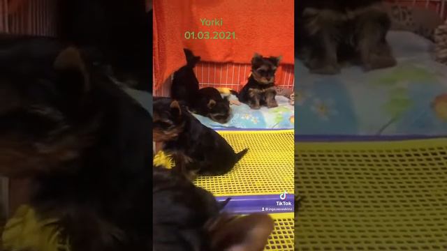 Детки йоркширского терьера смотреть онлайн