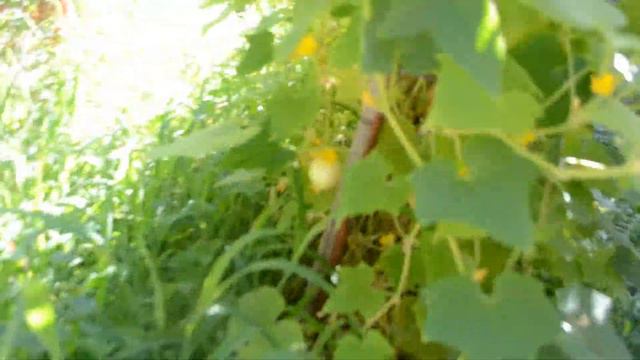 Uncommon and RARE fruits and veggies!!! смотреть онлайн