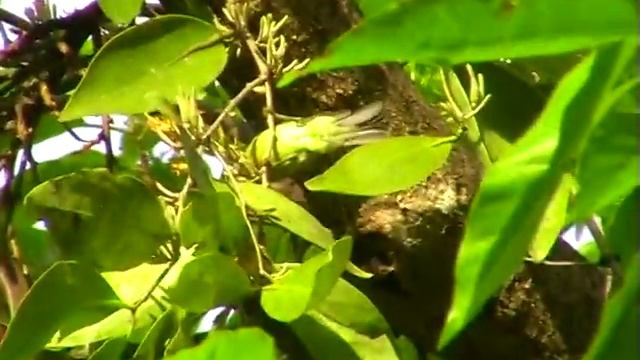 Чернокрылая йора (Aegithina tiphia) Common Iora смотреть онлайн