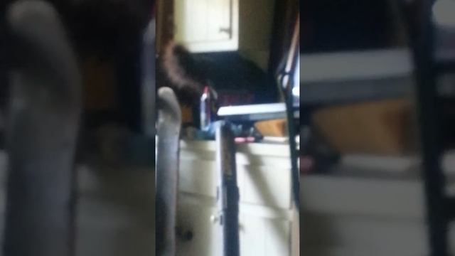 Josart, the maestro kitty смотреть онлайн