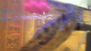 Домашний аквариум.