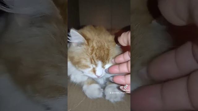 Знаете, кто Последние ангелы на Земле?! ❤️😉 смотреть онлайн