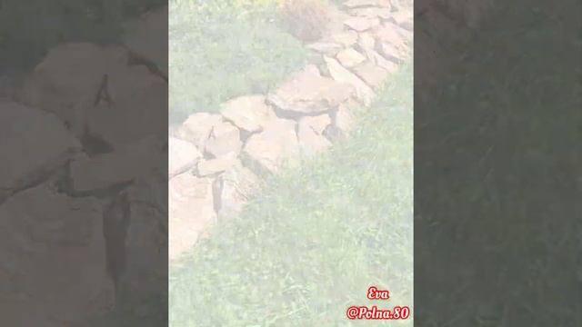 КЛУМБА ИЗ КАМНЯ? СВОИМИ РУКАМИ ЗА ДЕНЬ!! смотреть онлайн