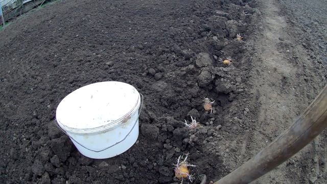 Пришла пора садить картошку. смотреть онлайн
