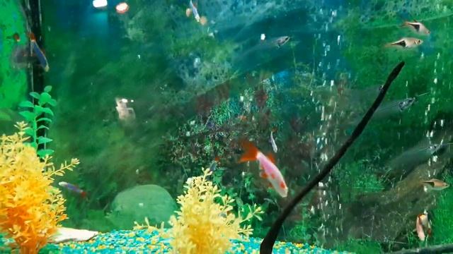 Океанариум Краснодар.18.02.2023 смотреть онлайн