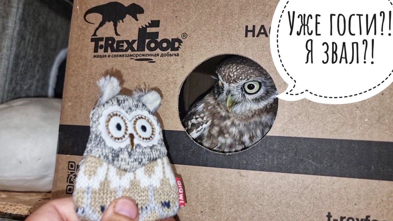 Сыч Лучик обзавёлся новым брендовым домиком от T-RexFood! Сова в картонке