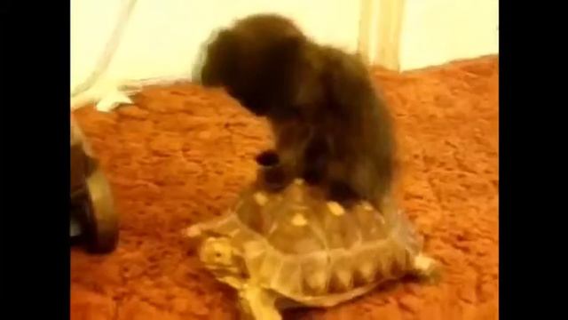 смотреть видео приколы Сборник приколов приколы с животными Prikoly 2014 ghbrjks 2013 смотреть онлайн