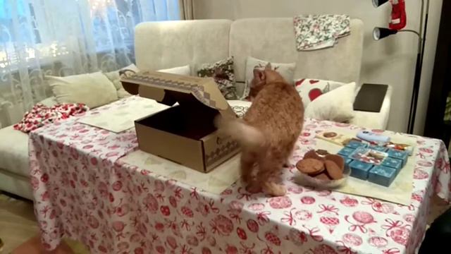 Прислали кошку в подарок. смотреть онлайн