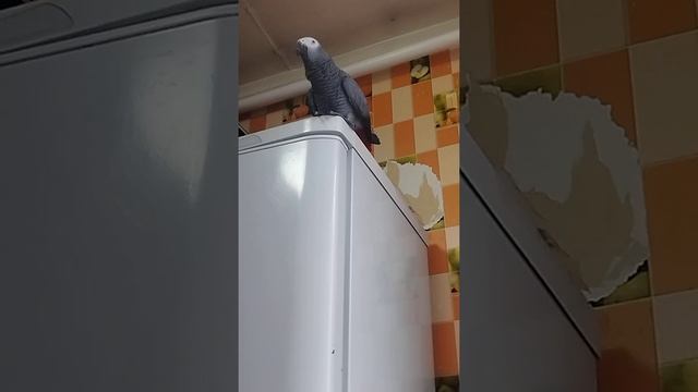 попугай жако очень мило болтает. Все, что говорит и делает понимает прекрасно. смотреть онлайн