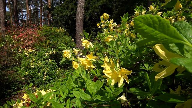 Jeli Arborétum | Kám | Rododendron virágzás [4k] смотреть онлайн