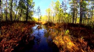 Поход в лесные дебри через болото в поисках божественного березового сока.