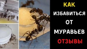 Как избавиться от муравьев в квартире раз и навсегда