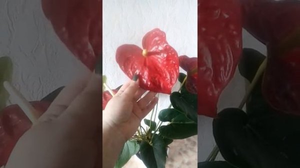 Обзор Антуриума Дакота,мой любимый сорт!