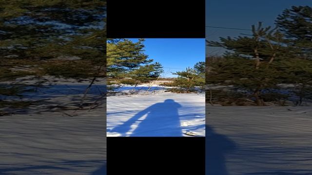 Мороз и солнце, день прекрасный! #дача #мороз #загород #сосны #синеенебо #кайф #день #чудесно #ура