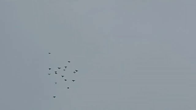 Николаевские голуби! 22-02-2022 смотреть онлайн