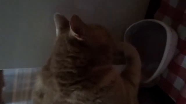 Не мешай коту пить! смотреть онлайн