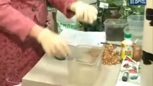 Подготовка лука к посадке, обработка перед посадкой лука севка.