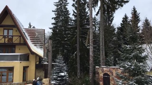 Удаление деревьев с завешиванием веток смотреть онлайн