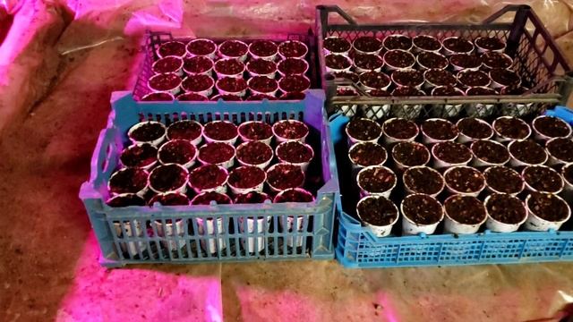 Ежевика Небеса и Вошито. Размножение корнем зимой смотреть онлайн