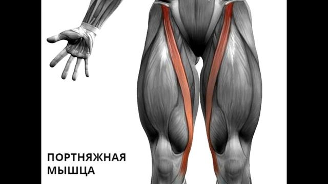 Интересные факты о мышцах смотреть онлайн