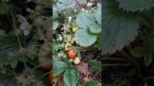 Ремонтантная земляника садовая "Брайтон"