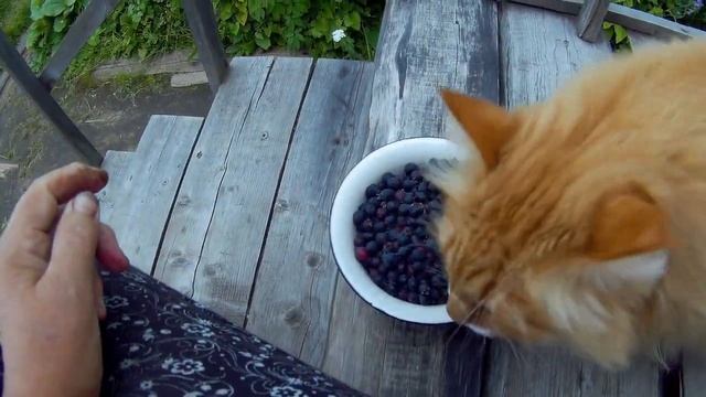 жуковский картофель, как очистить руки от ягод дача под Архангельском смотреть онлайн