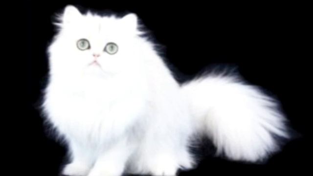 ПЕРСИДСКАЯ КОШКА#кот #котики #кошка #кошки #котикивидео смотреть онлайн
