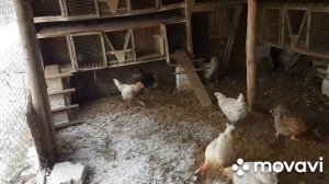 НАВЕС около Курятника.Удобно.