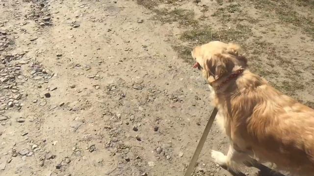 Маленькая прогулка с Линдой! смотреть онлайн