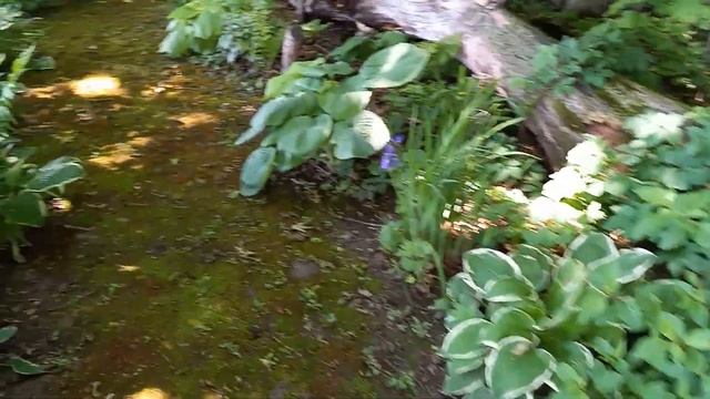 June 7th A walk through the Hosta Garden смотреть онлайн