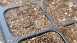 Сосна обыкновенная: от семени до сеянца