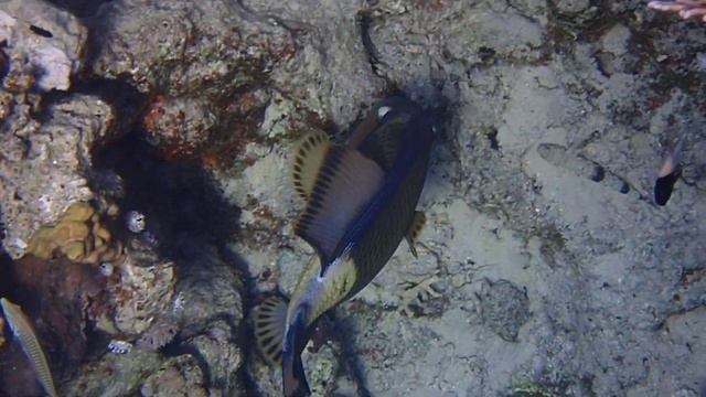 В ГОСТЯХ У РЫБОК КРАСНОГО МОРЯ...🐠🐡 смотреть онлайн