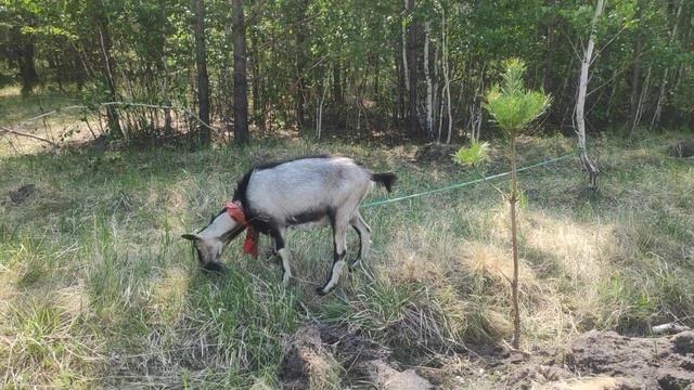 выгул коз 8 голов взрослых, 2е из них на передержке смотреть онлайн