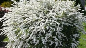 Спирея Грефшейм — описание, посадка и уход