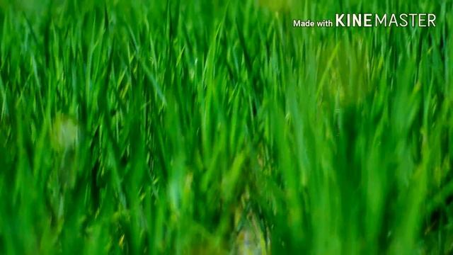 Nikon d5200 fix yongnuo 50mm cinematic смотреть онлайн