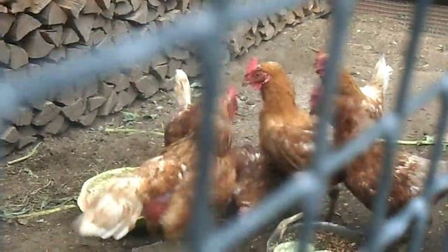 Драка куриц смотреть онлайн