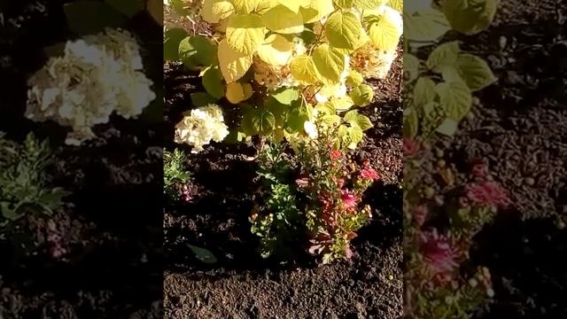 Прогулка по саду и новые клумбы ???!!!!