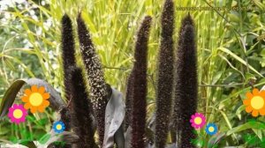 Пеннисетум сизый Пурпл Барон. Краткий обзор, описание характеристик pennisetum glaucum Purple Baron