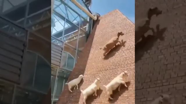 [ Crazy Goats ] Spider goats climbing a wall as never seen before смотреть онлайн