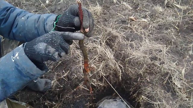 Осенняя посадка яблонь . смотреть онлайн