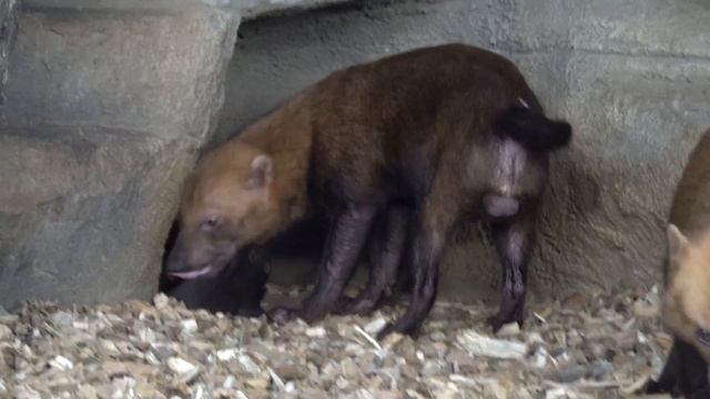 В стае кустарниковых собак прибавление. 21.08.2022 смотреть онлайн