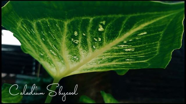 Caladium Shycool, Keladi Cat Tumpah Gagal Mutasi смотреть онлайн