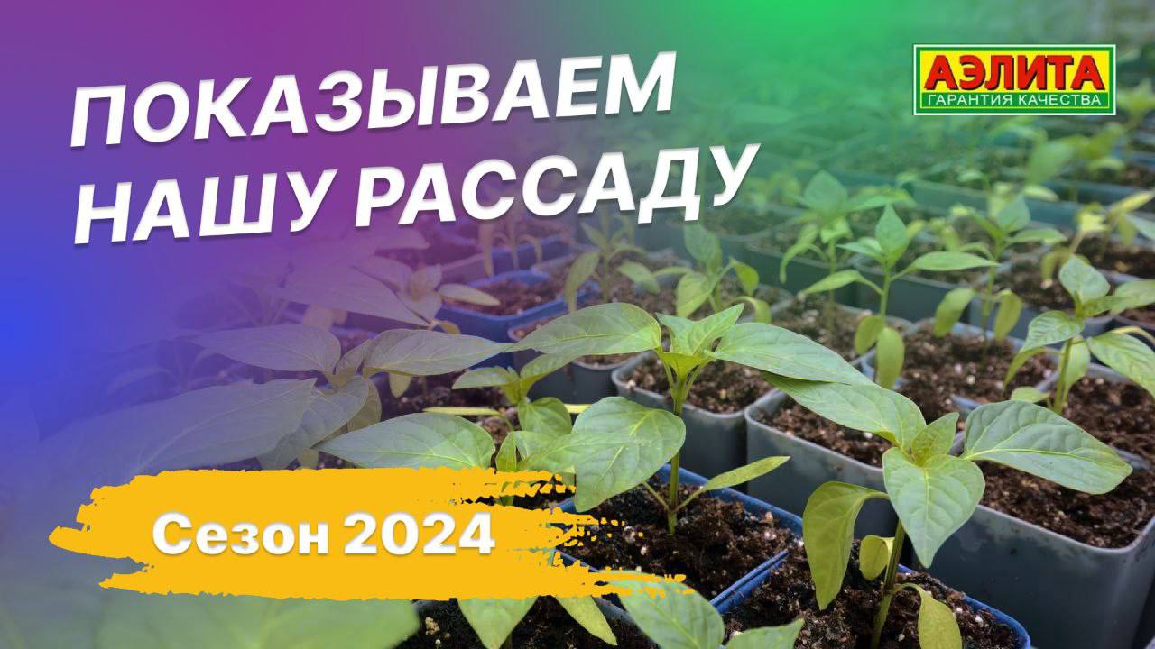 Это наша рассада! Сезон 2024 смотреть онлайн