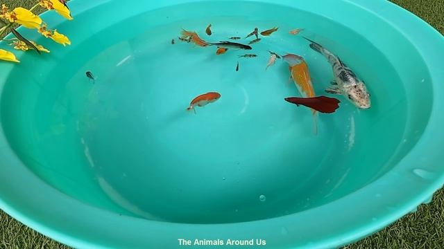 Koi Carp Fish Ranchu Goldfish Ram Cichlid Pink Fish Betta Tiger Barb PingPong animals Video P1105 смотреть онлайн